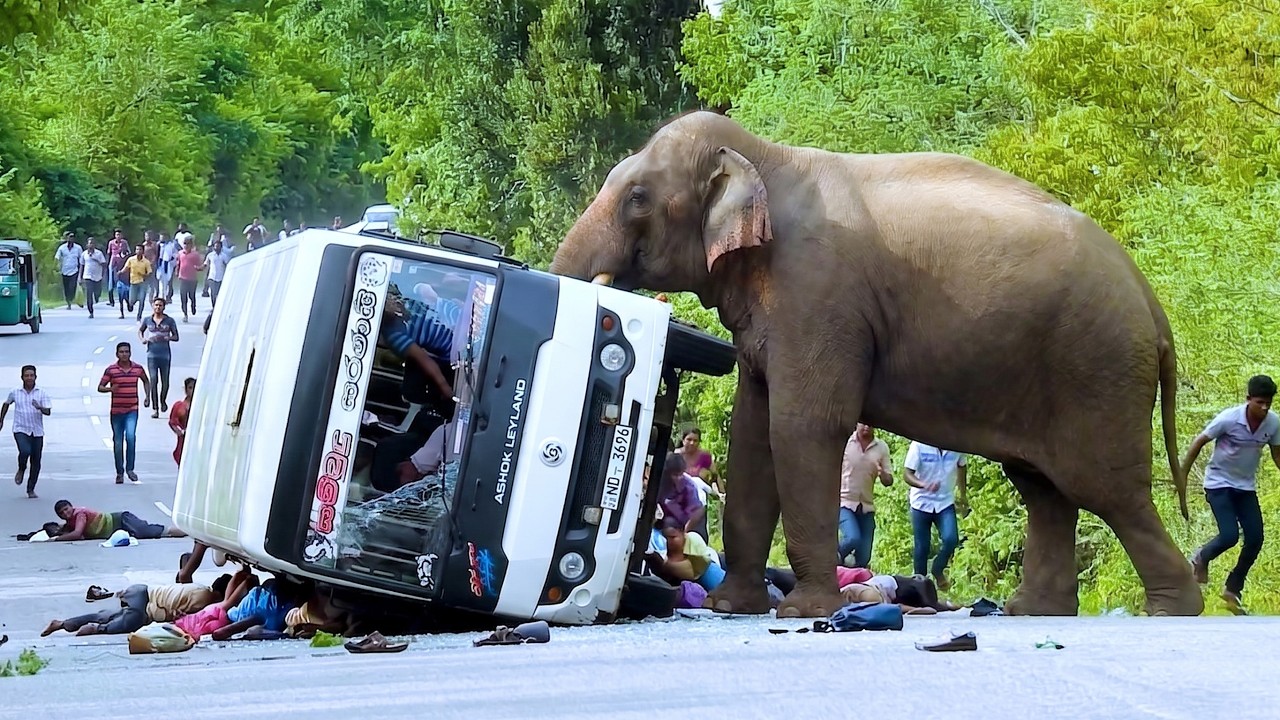Giant on the Tarmac: Massive Tusker Unleashes Chaos on Busy Highway #elephant #elephantattack