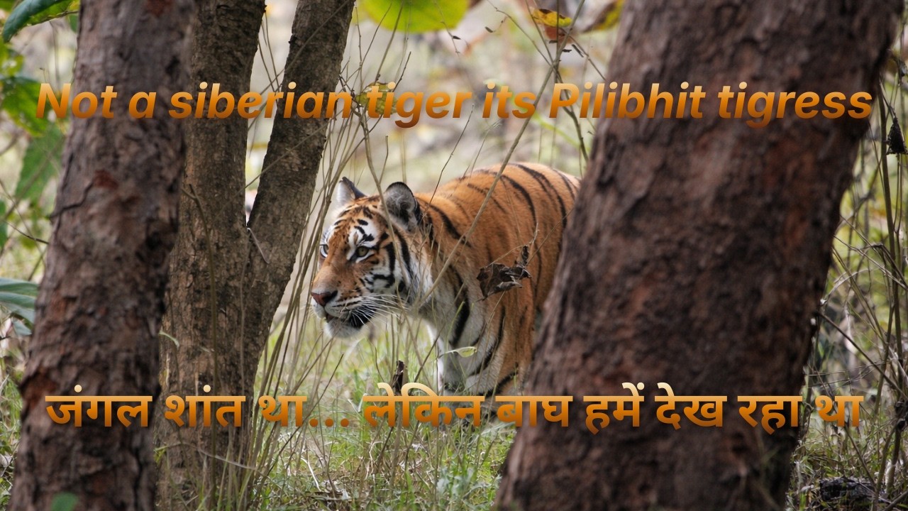 पीलीभीत के जंगल में tiger न मिले ऐसा मुश्किल है । The muscular tigress of Pilibhit tiger reserve
