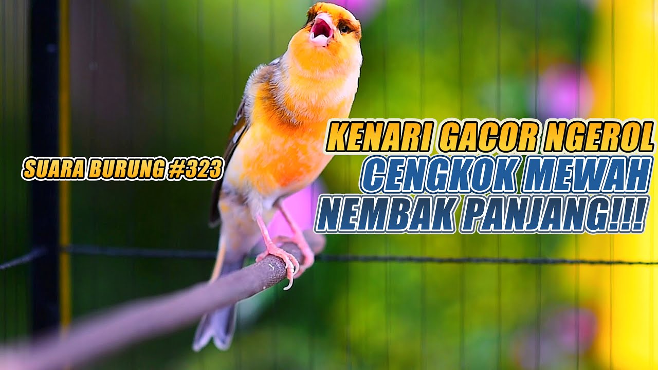 SUARA BURUNG |323| Kenari GACOR PANJANG INI Cocok untuk Masteran KENARI PAUD dan Kenari Macet BUNYI
