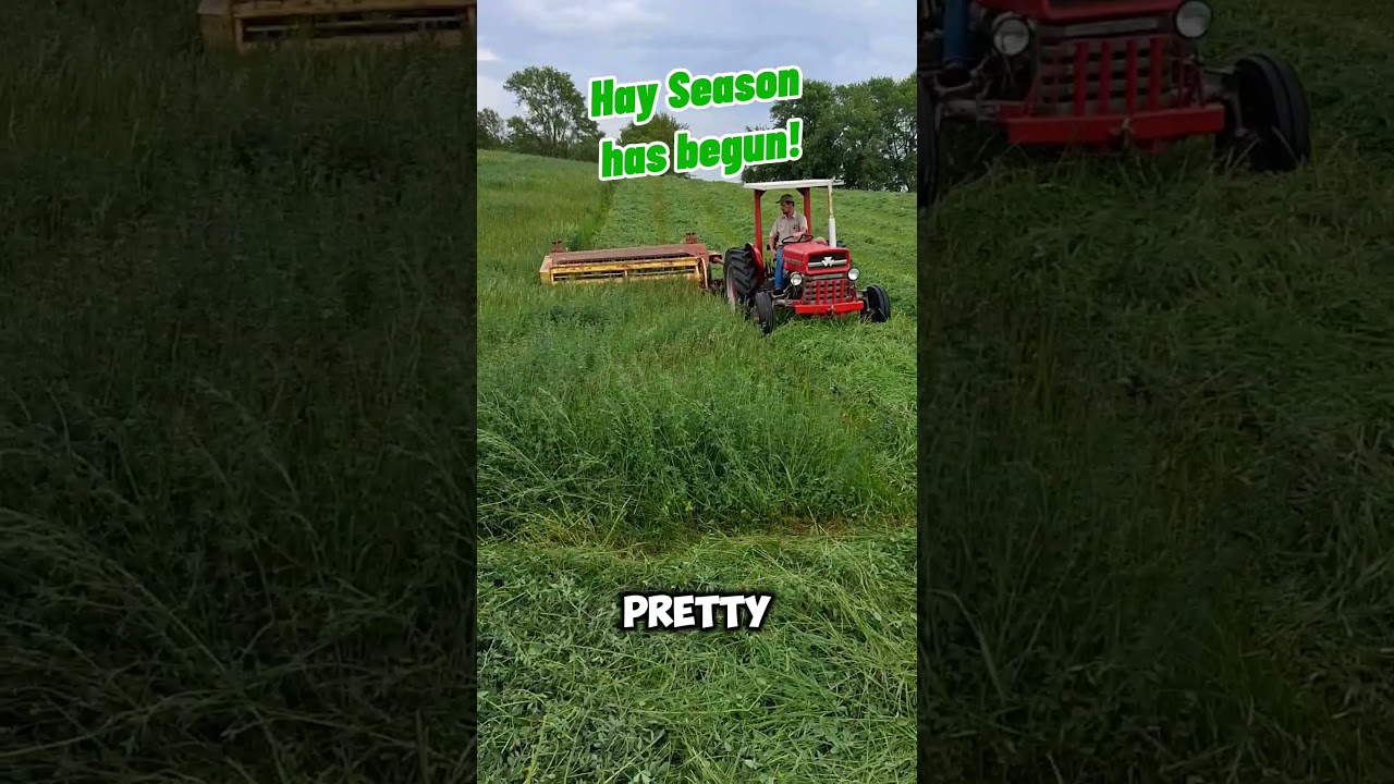 Mowing Alfalfa Hay ☀️ #farming