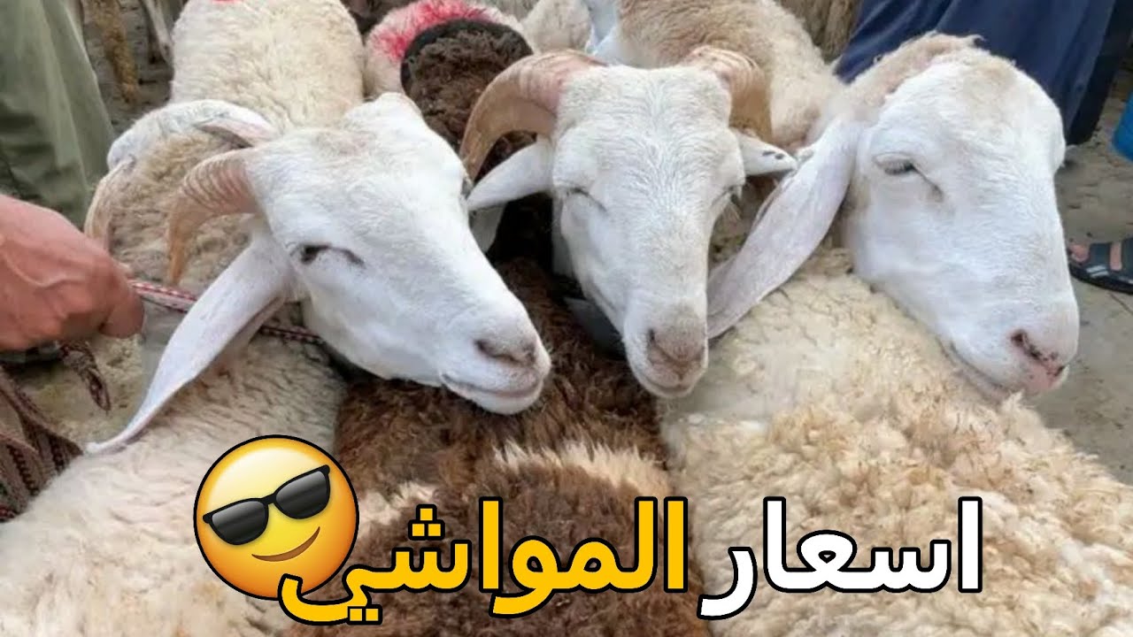 اسعار المواشي اليوم بالجزائر سوق الجلفة الاثنين 12 جانفي 2026