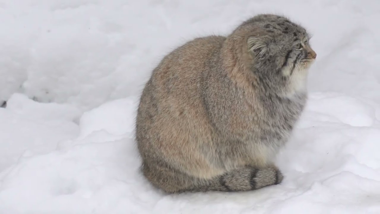 Pallas’s Cats Being Round in the Snow