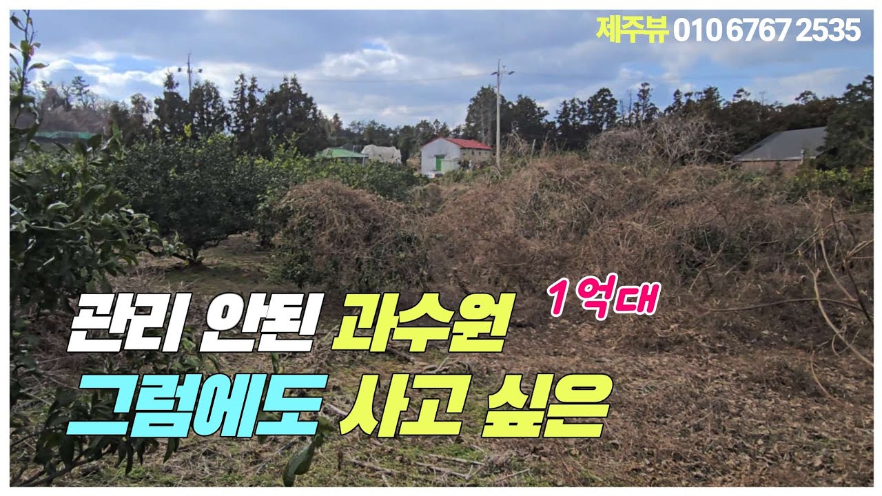 제주시 조천읍 선흘리 과수원297평 1억4500만