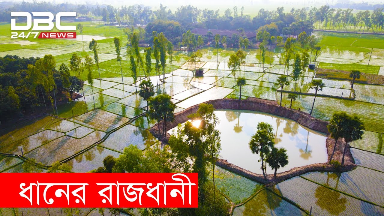 ধান থেকে যেভাবে চাল তৈরী হয়। ধানের রাজধানী নওগাঁ। DBC NEWS Special