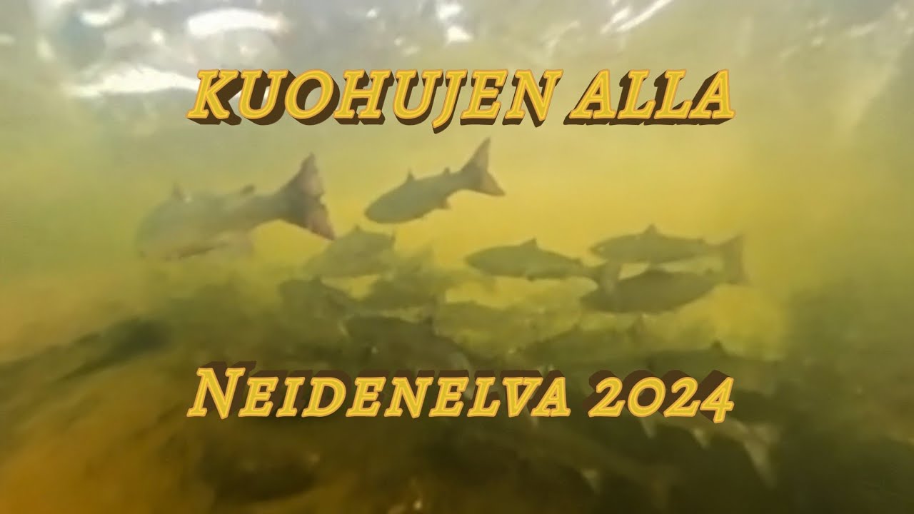 KUOHUJEN ALLA - KOLTTAKÖNGÄS + Lohen perhokalastusta / Flyfishing atlantic salmon / Laksefiske