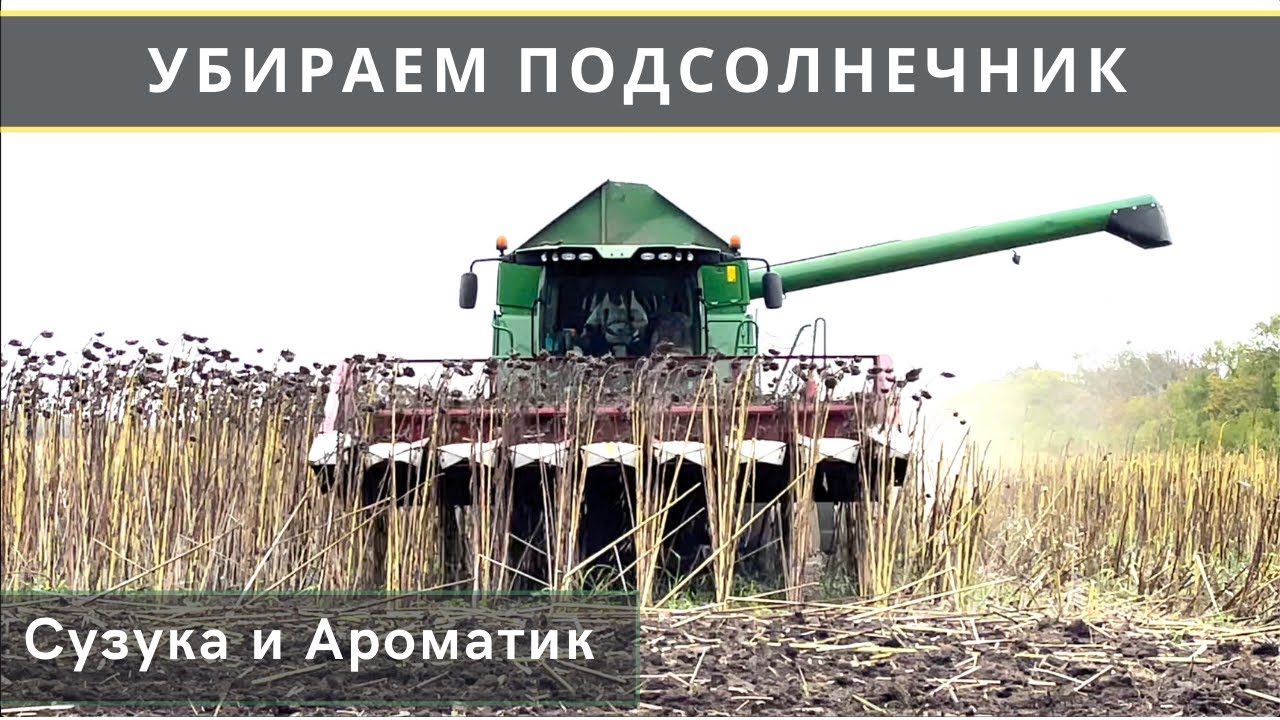 УБИРАЕМ ПОДСОЛНЕЧНИК Сузука Ароматик. ВЫВОДЫ