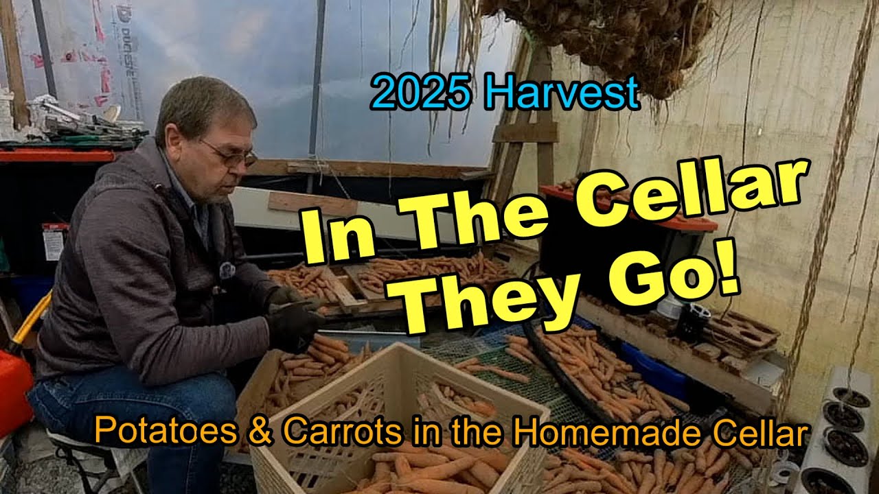 In The Cellar They Go