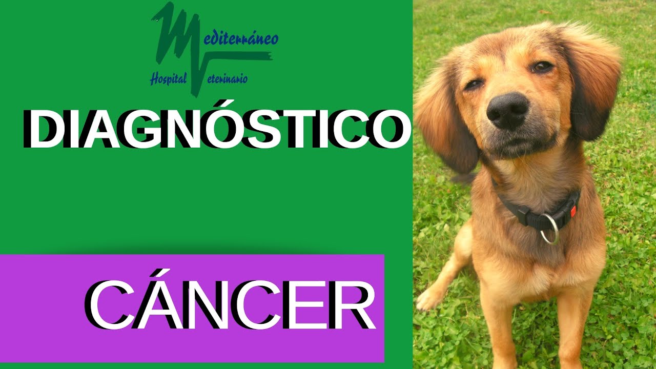 C&Aacute;NCER PERROS/DIAGN&Oacute;STICO C&Aacute;NCER EN PERROS