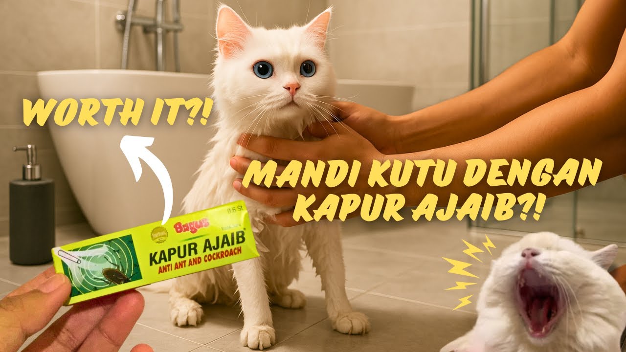 Bebas Kutu Kucing dengan Mandi Kapur Ajaib, Apakah Aman? Coba Sendiri!