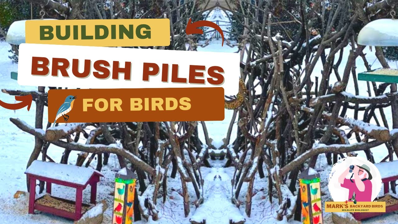 What Happens When You Build BRUSH PILES for Birds?