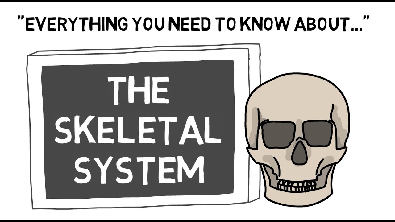 The Skeletal System | Sport Science Hub: Physiology Fundamentals | Music Version