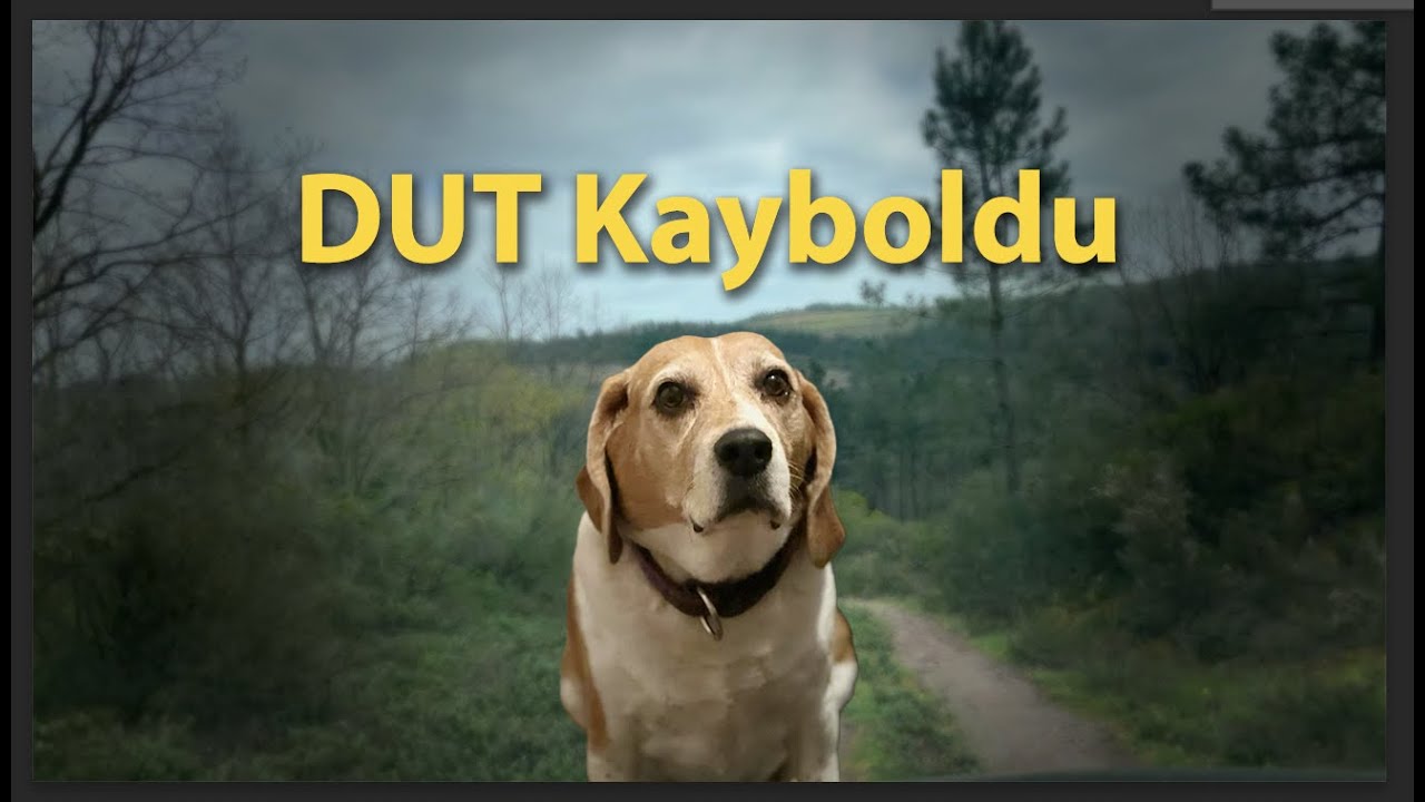 Köpeklerle Ormanda Geziyoruz | Dut Kayboldu