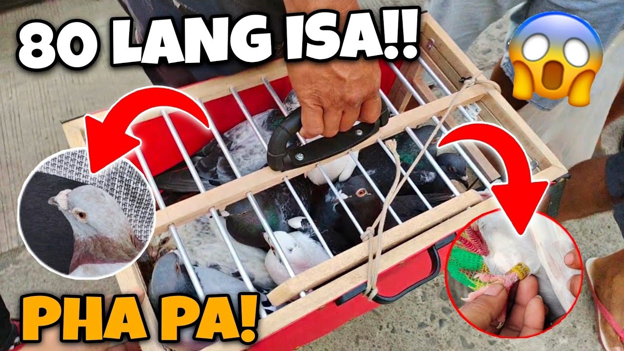 80 PESOS NA KALAPATI NAKA PHA BANDED NA BORGA PA JACKPOT DITO SA TIANGGE SA BOCAUE!!!