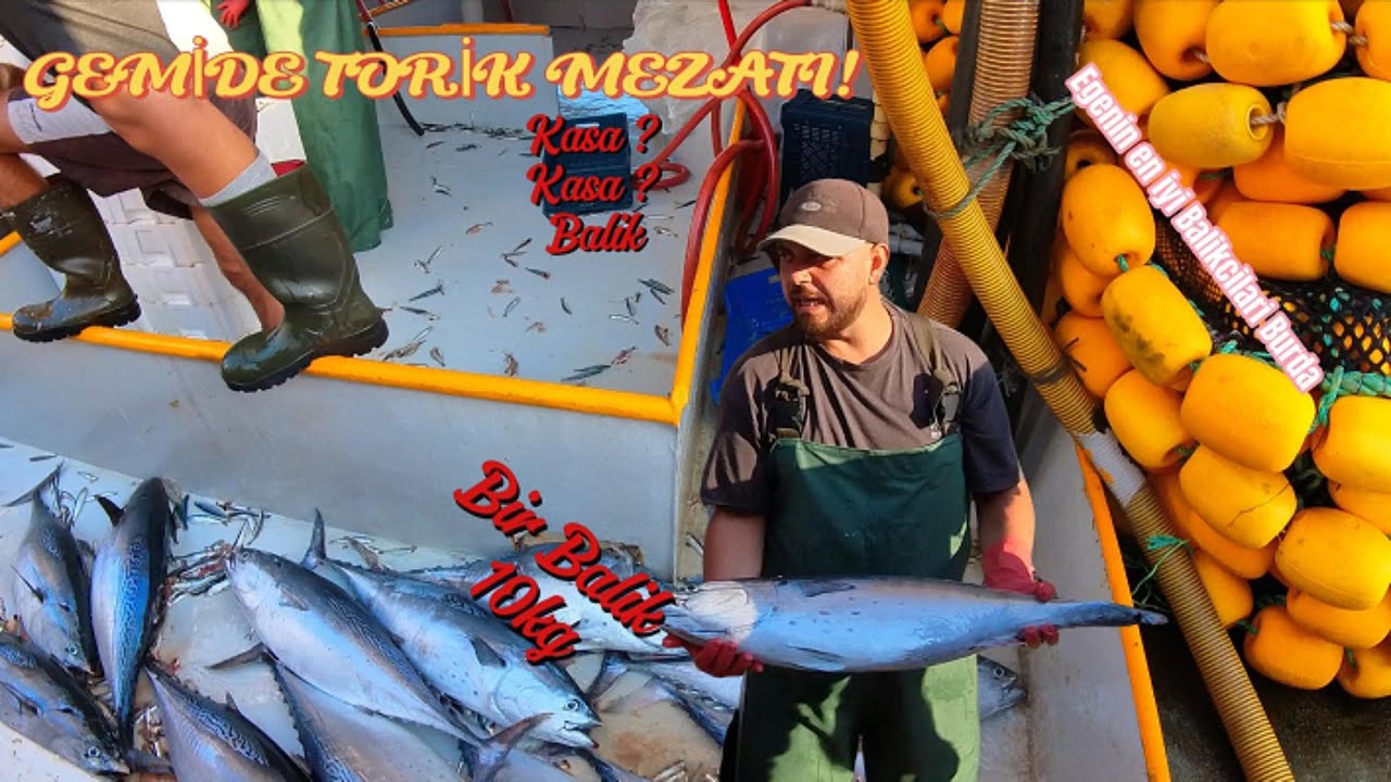 Usta Balıkçılarla Gemide Mezat! Torik, Lüfer, Çupra, Hamsi #yakışıklıbalkçılar #torik #Didim
