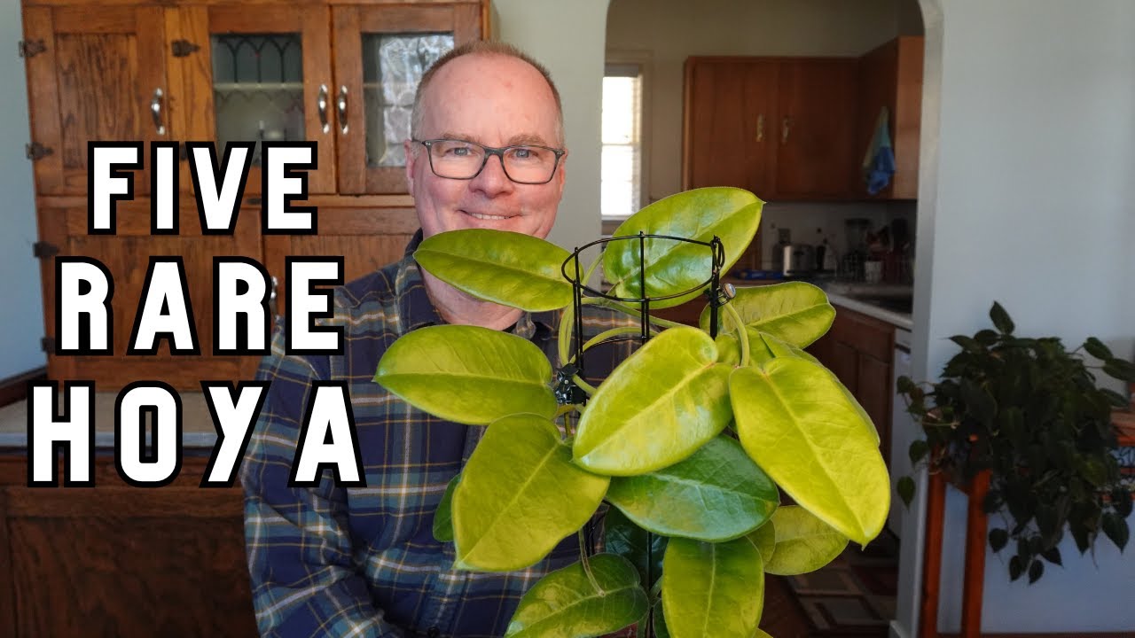 Level-up your Hoya game with 5 unique plants, Ep. 1