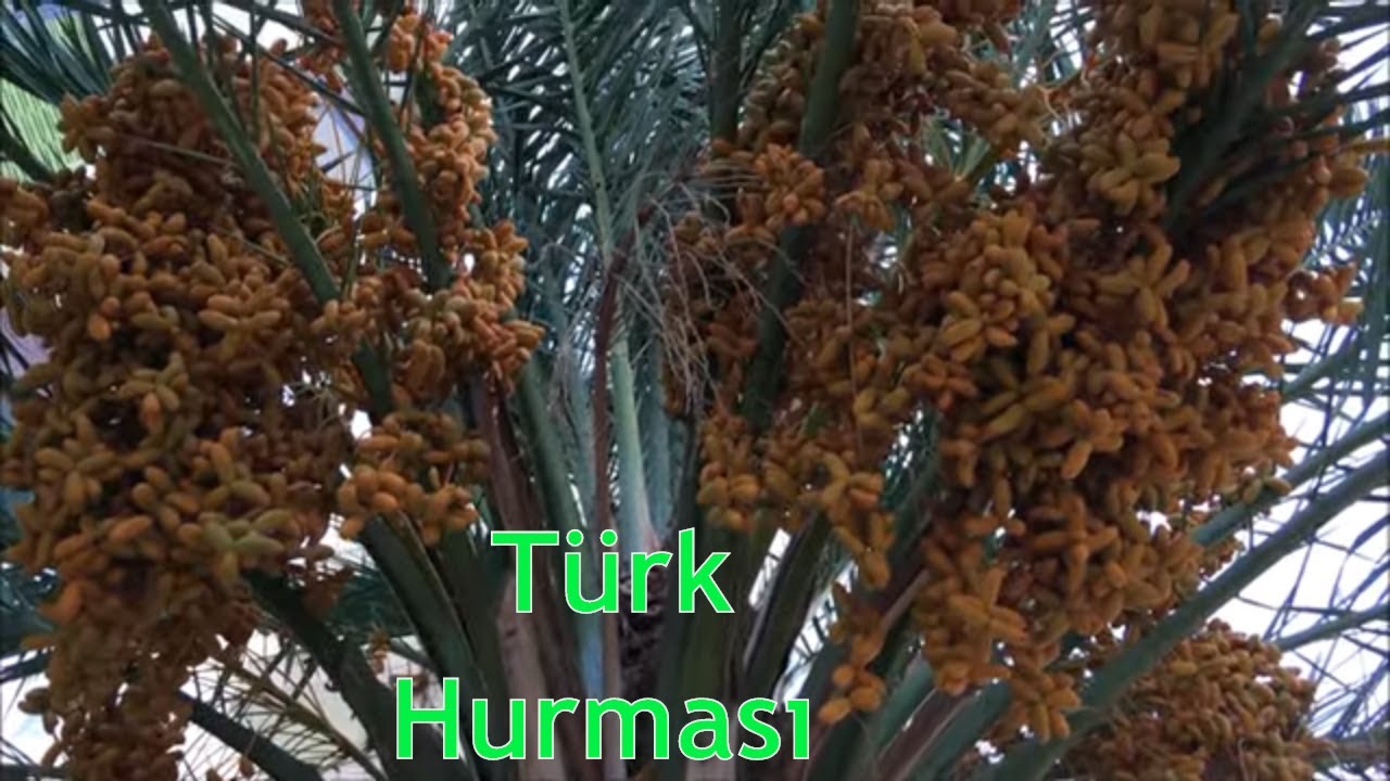 Kim Demiş Türkiye'de Hurma Yetişmez Diye?
