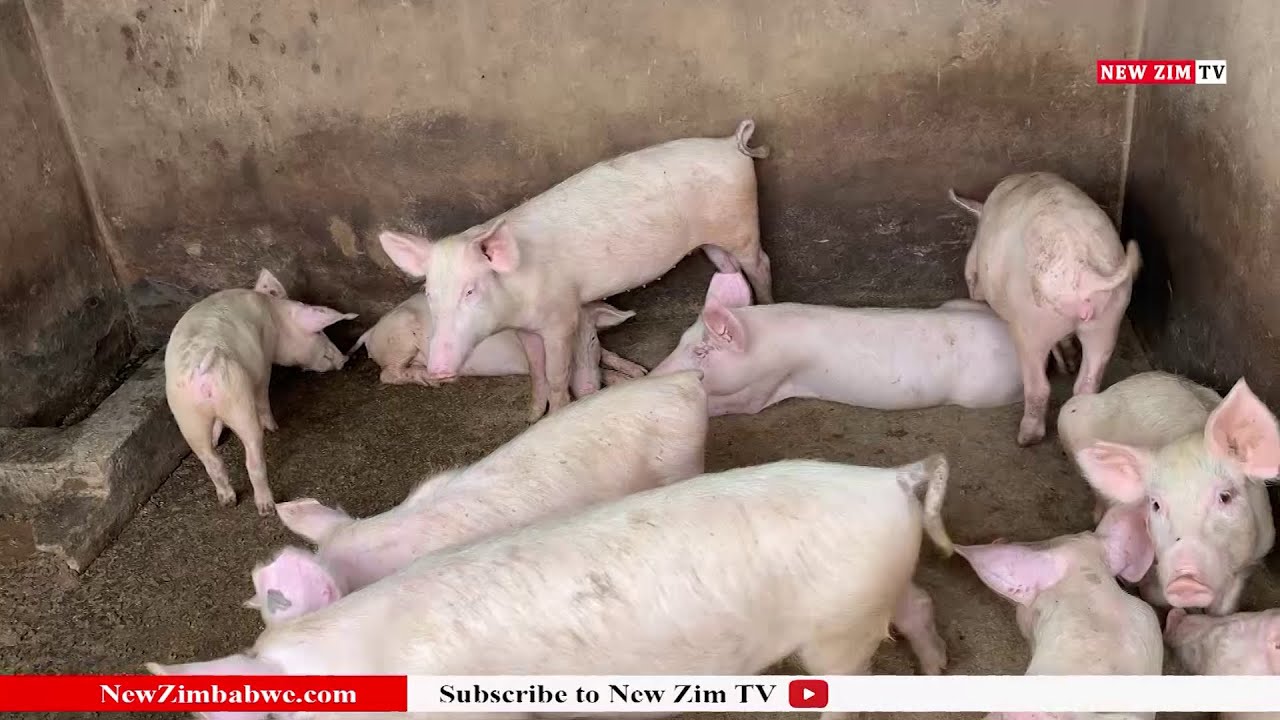 Pig Farming in Zimbabwe, whats needed and what you need to know