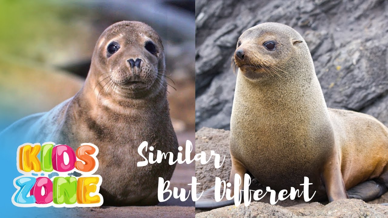 Similar Animals In The World. Part 2 | Learn The Difference | Look A Like Animals That You Confused