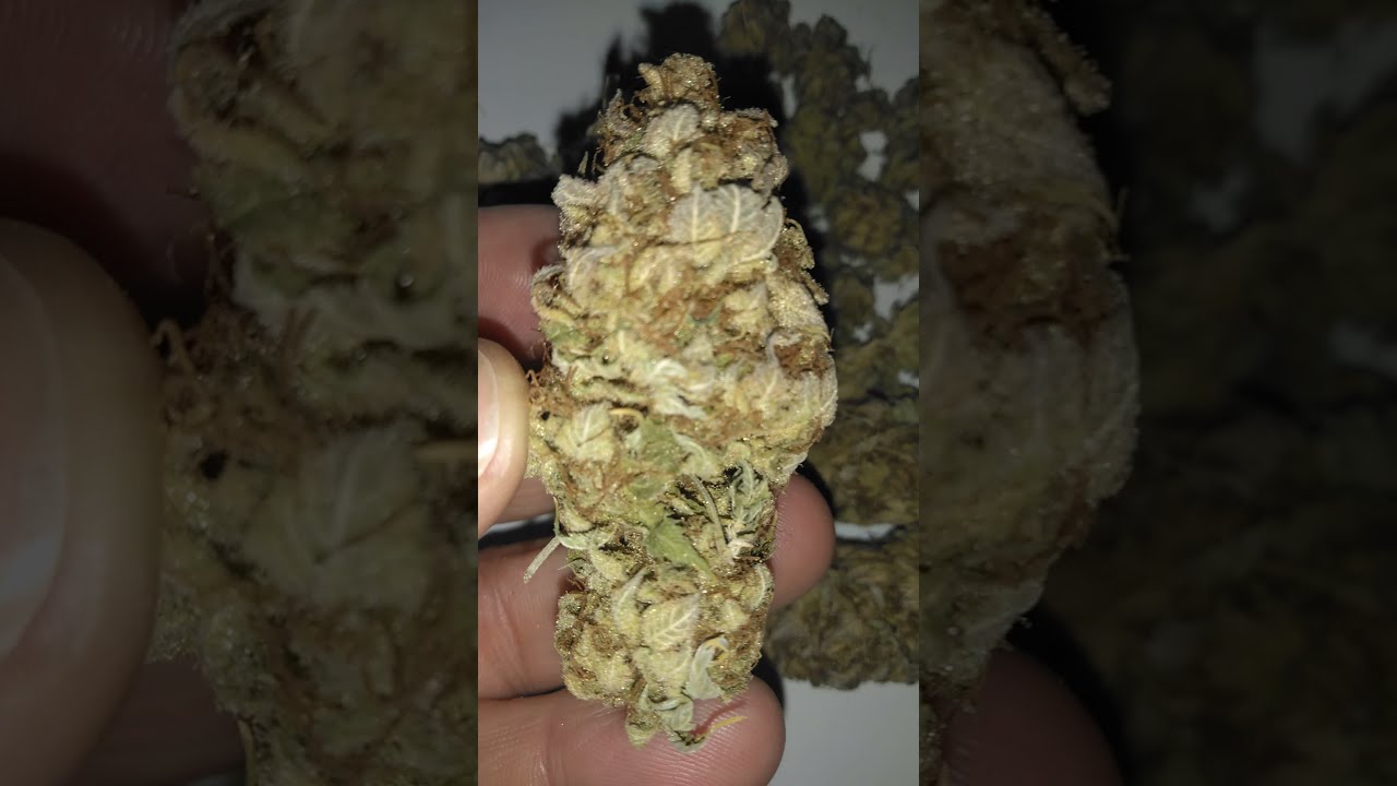 SATIVA LANDRACE X GG4 14month Cure