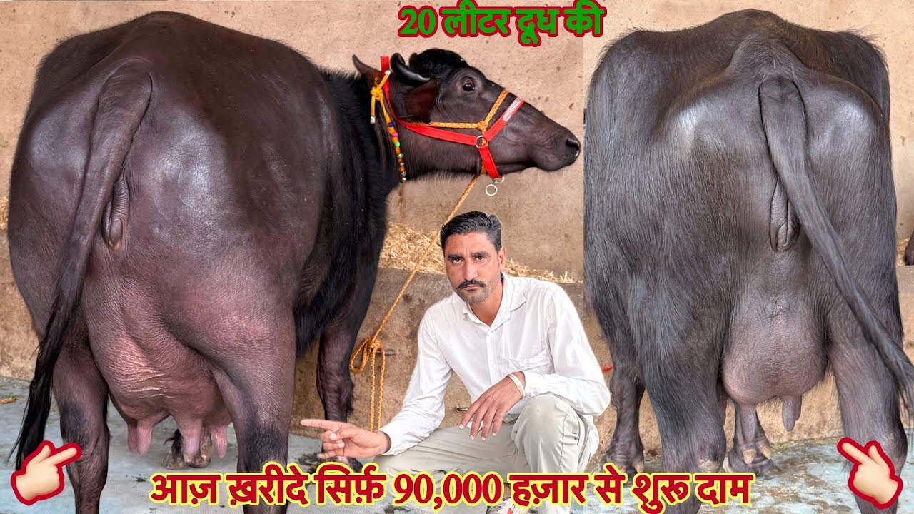 20 लीटर दूध की झोटी ख़रीदे ✅ सिर्फ़ 90,000 हज़ार से शुरू दाम 🏆10 Buffalo For Sale 😱#animals #bull 