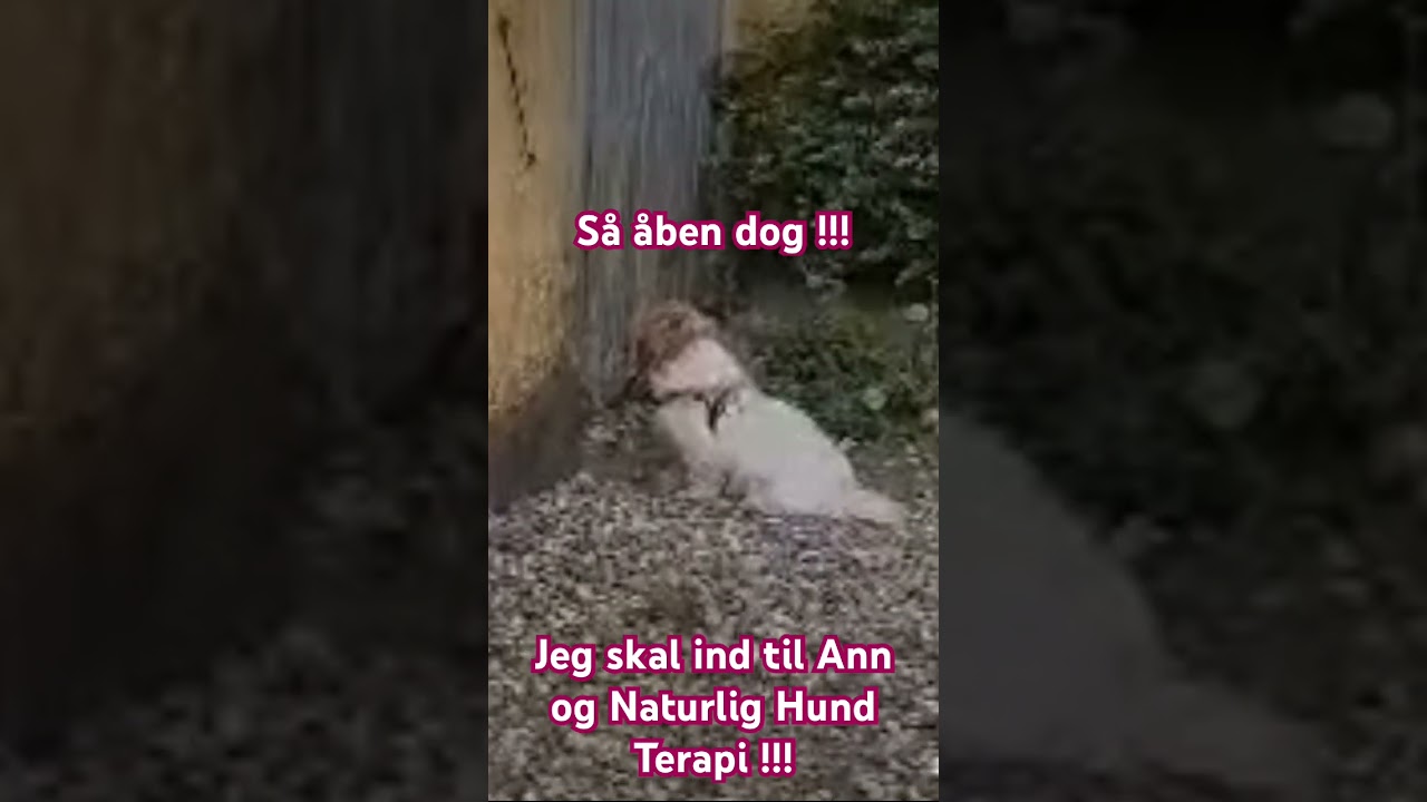 Virker Naturlig Hund Terapi? Lad os spørge søde Elsa ved ankomst: “Luk mig ind!” ❤️❤️❤️