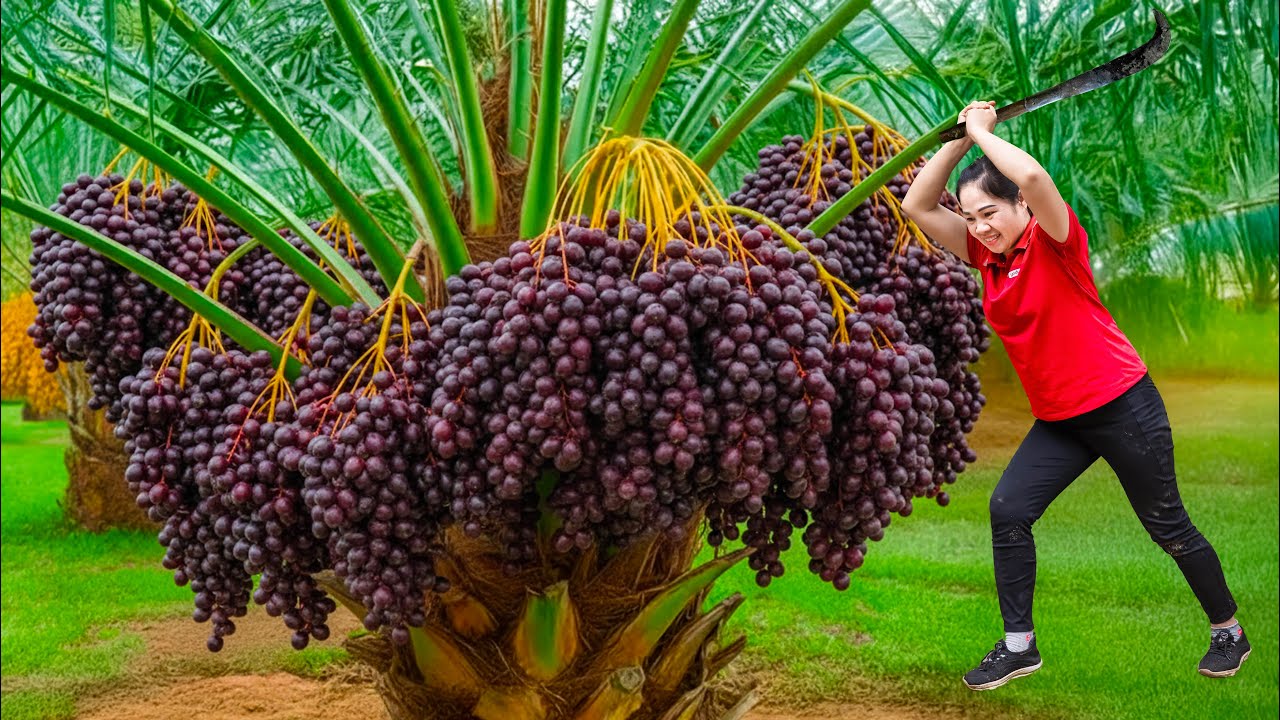Harvest 1000+ Nightmare Blackberry & Go to Market Sell | Fruit that cause hallucinations when eaten