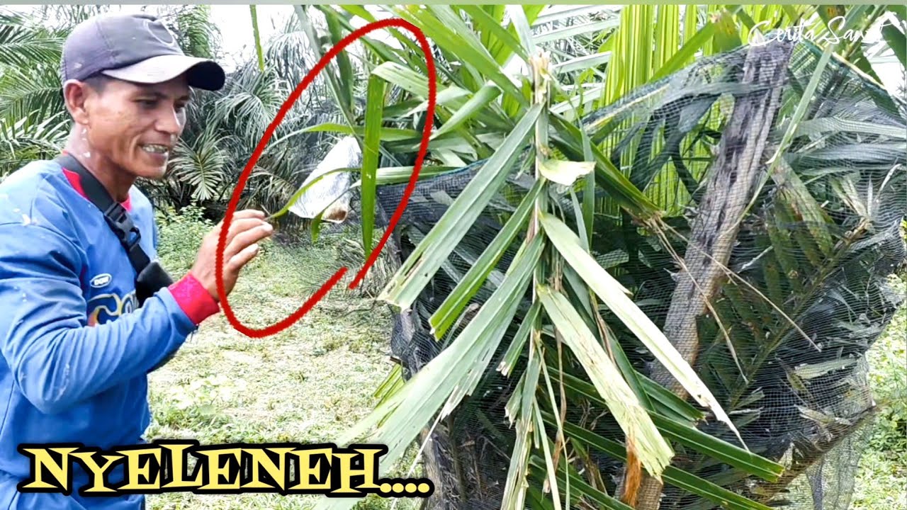 Eksperimen Menghalau Kerbau, Berhasilkah ?