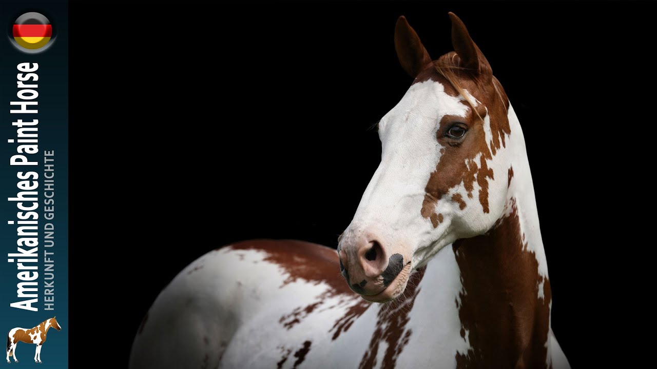 Amerikanisches Paint Horse, die häufigsten Pferde nach dem Quarter Horse, Ursprung der rassen