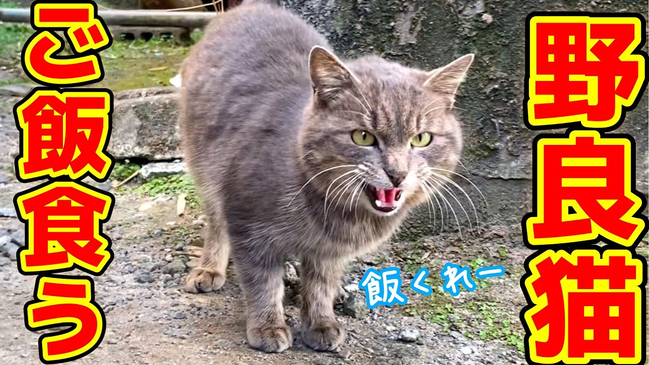 人懐っこい野良猫がご飯くれ！と泣き叫ぶ…もしかして捨て猫？