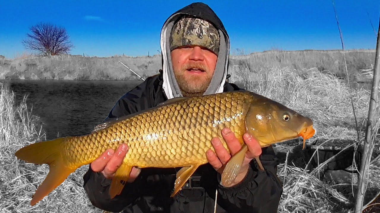 Ice Out Carp Fishing with Bolt Rig (Cold Water)