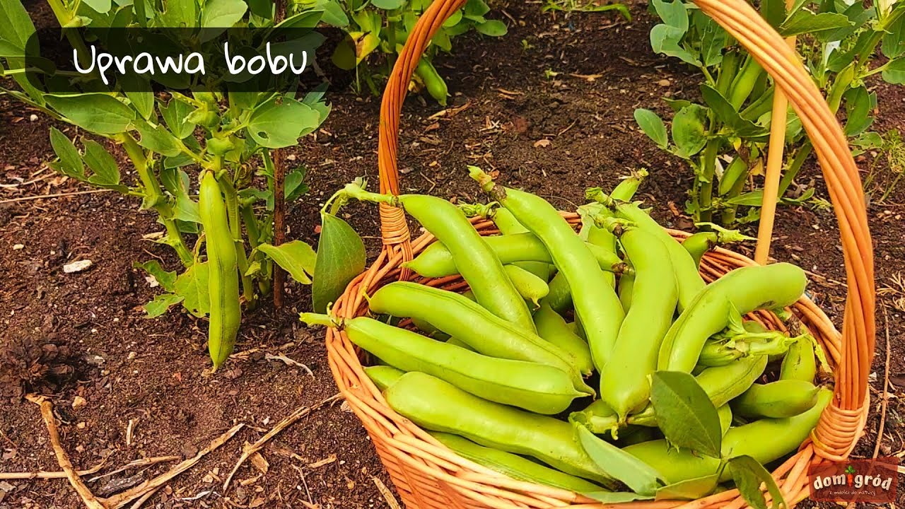 Uprawa bobu przez cały sezon. Od wysiewu do zbioru.