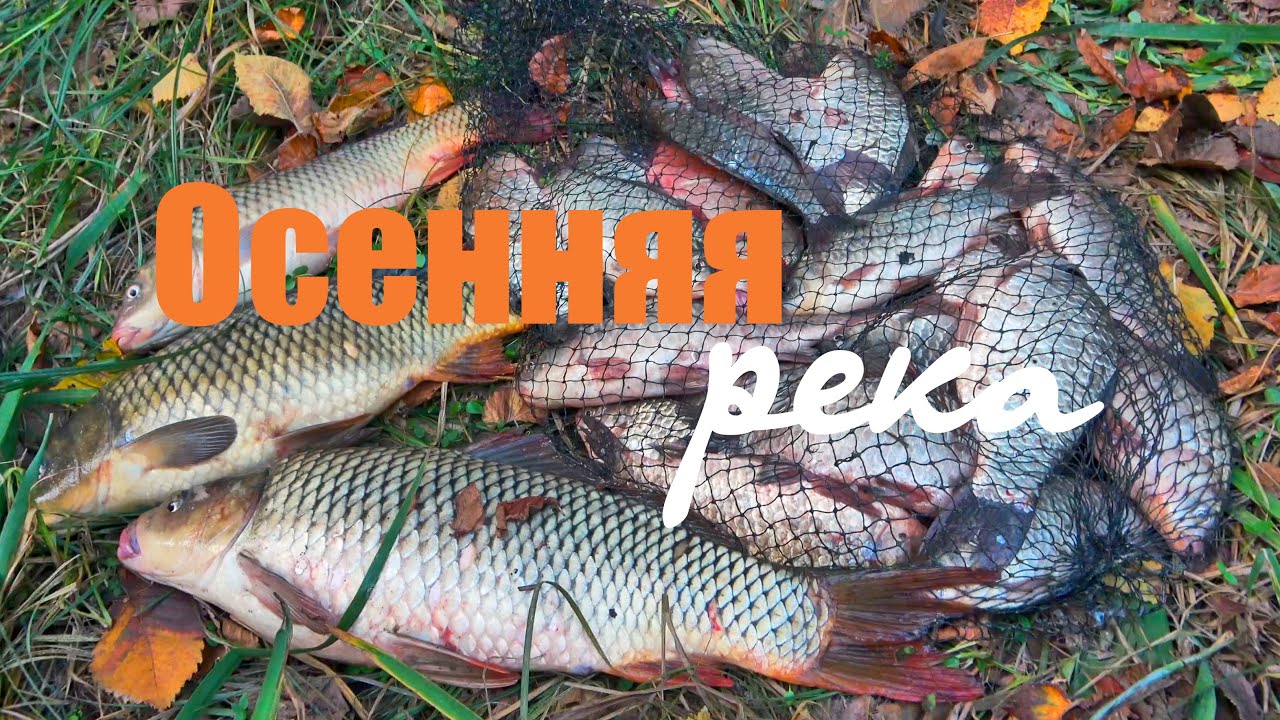 Волшебная рыбалка: отличный клев крупного карася! Сазан на флэт фидер.