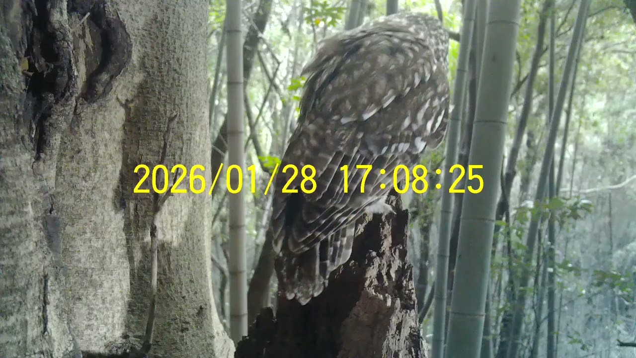 2026-01-28 Owl フクロウ 巣穴 広島県 呉市 広