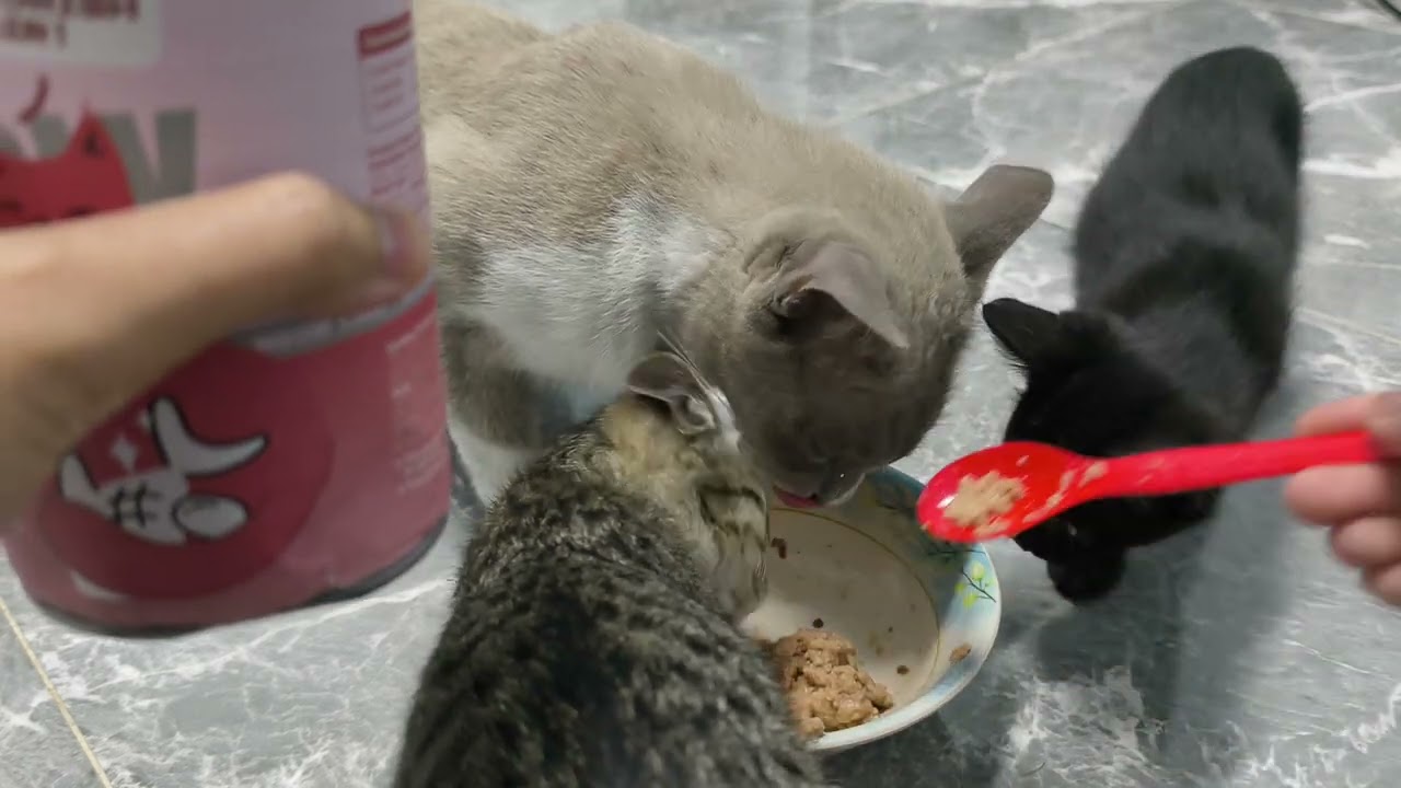 Cute Stray Cat Eating Food Happily#cutecat #straycat #catfood #catlife #catshorts
