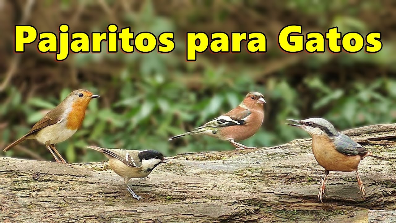 Videos y Pel&iacute;cula Para Gatos ~ Pajaritos para Gatos