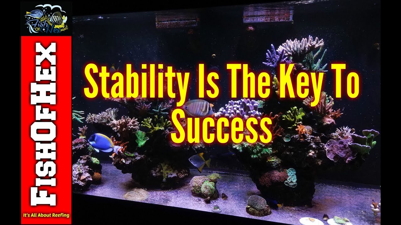 How To Create A Stable Reef Tank