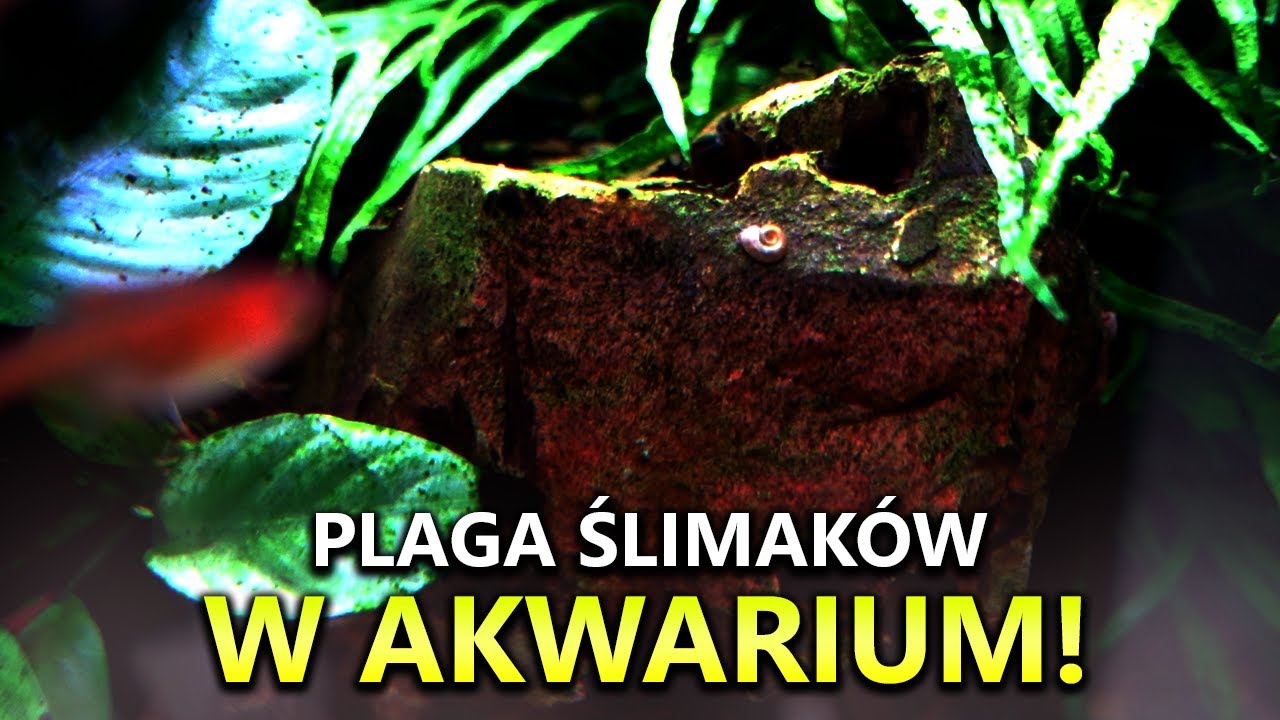 Plaga ŚLIMAK&Oacute;W w akwarium | Smocze Urwisko #5