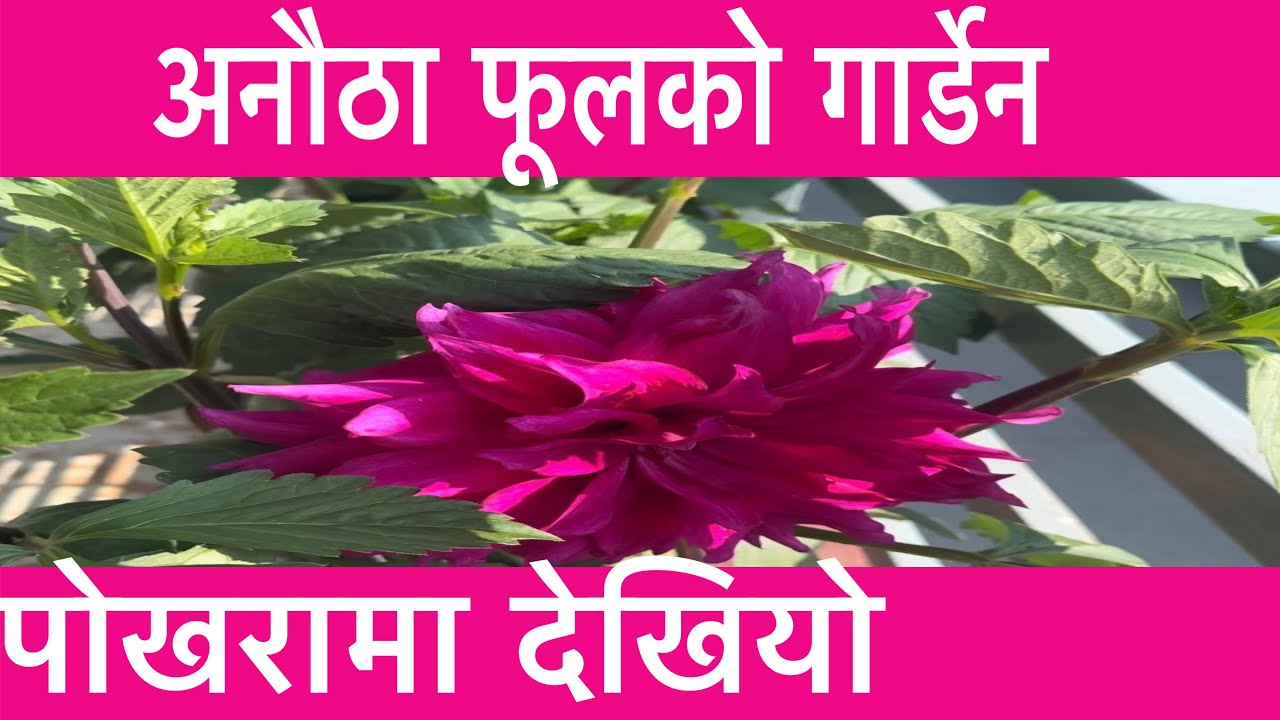 😳 अनौठा ! अनौठा ! रंगीविरङ्गी 🌹💐फूलको कौशी गार्डेन | 𝐁𝐄𝐀𝐔𝐓𝐈𝐅𝐔𝐋 𝐅𝐋𝐎𝐖𝐄𝐑𝐒 𝐊𝐀𝐔𝐒𝐇𝐈 𝐆𝐀𝐑𝐃𝐄𝐍 🌸🌻