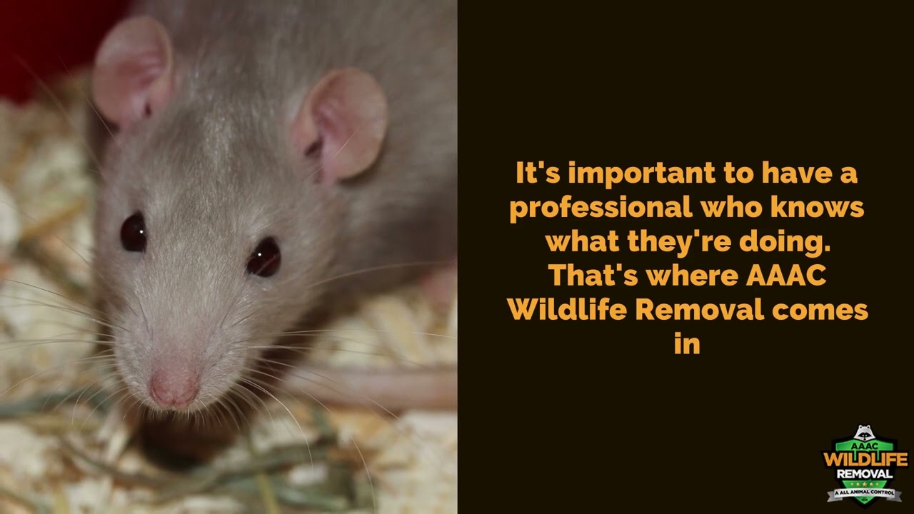 Rodent Exterminator Mobile - AAAC Wildlife Removal of Mobile