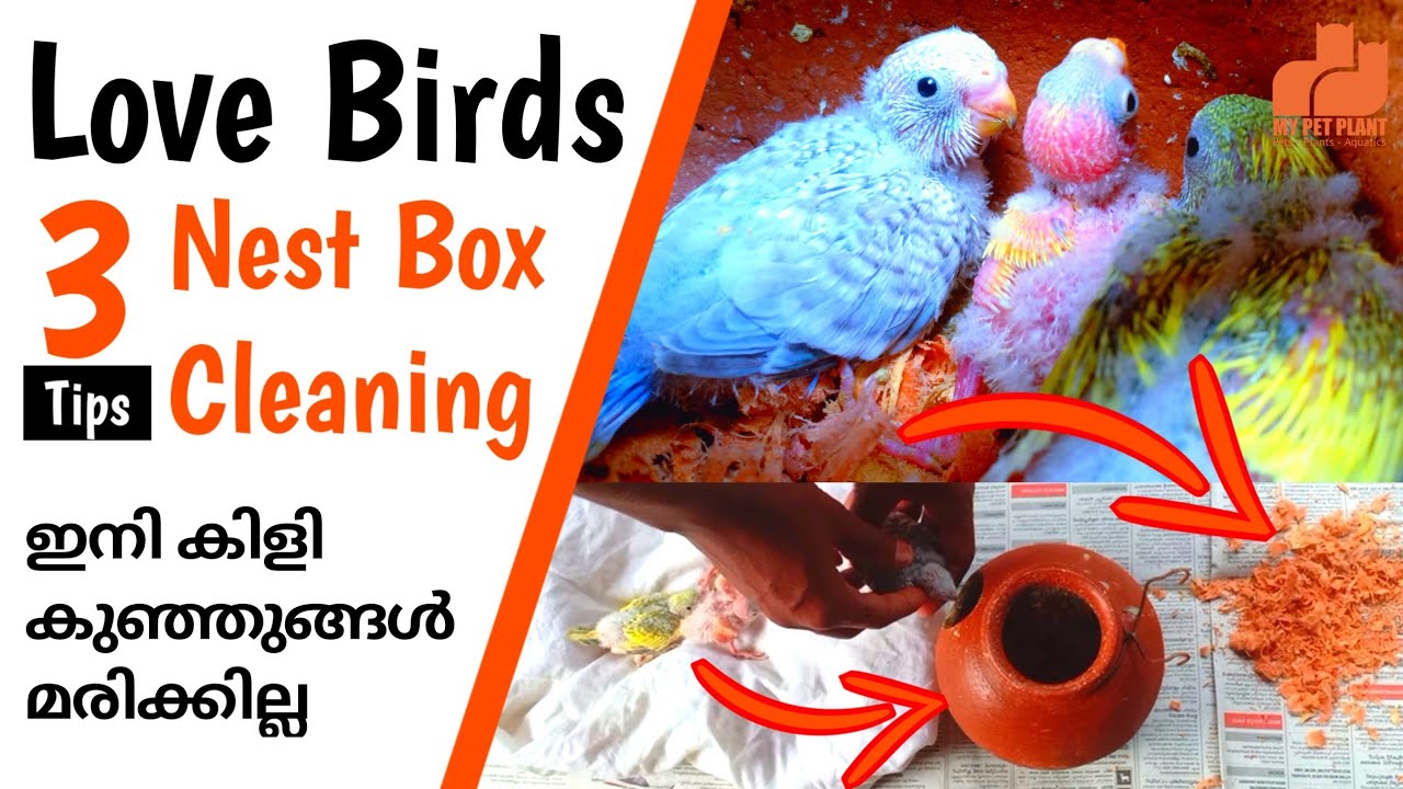 Love Birds Breeding Nest Box & Pot Cleaning Tips | Budgies Chicks Caring | Malayalam | MY PET PLANT