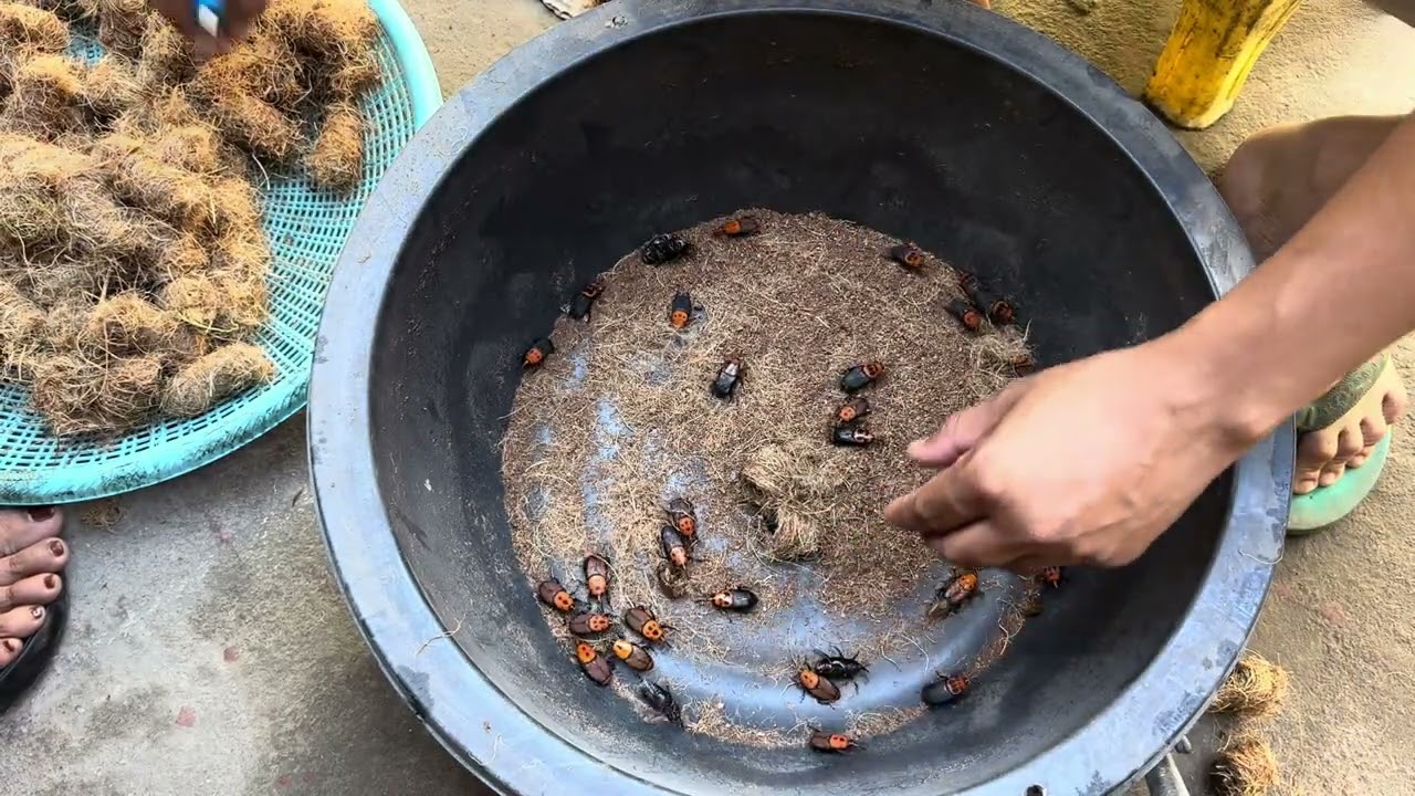 ដួងកាច់សំបុក