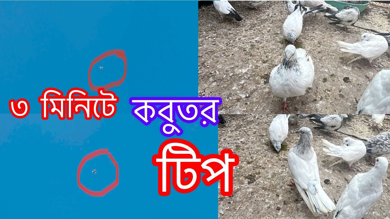 ৩ মিনিটে কবুতর টিপ || Khulna highflying pigeon || Khulna pigeon zone 