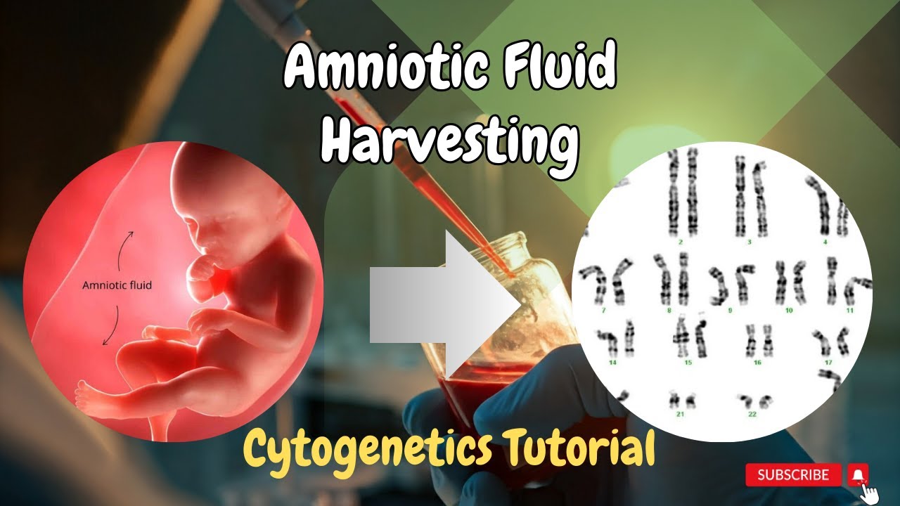 Essential Cytogenetics Lab Technique | Amniotic Fluid Sample Harvesting