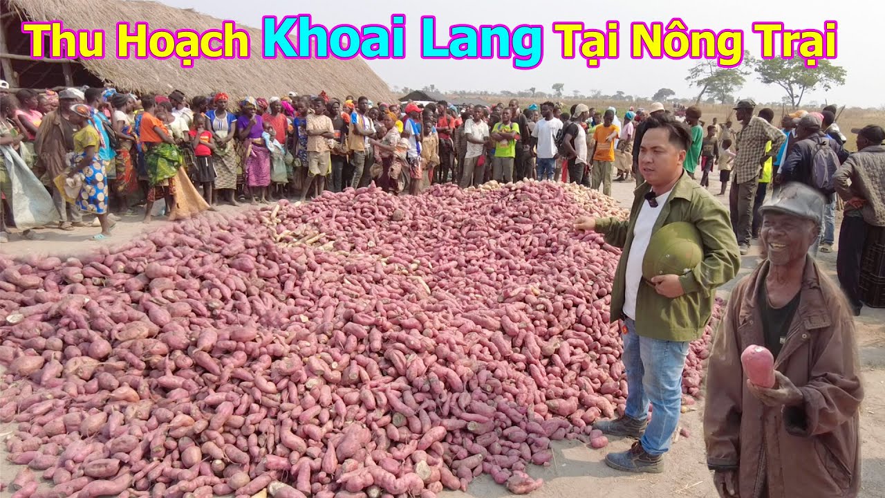 Đông Paulo || Thu Hoạch Số Lượng Lớn Khoai Lang Trái Mùa Tại Nông Trại Vào Thời Điểm Giáp Hạt