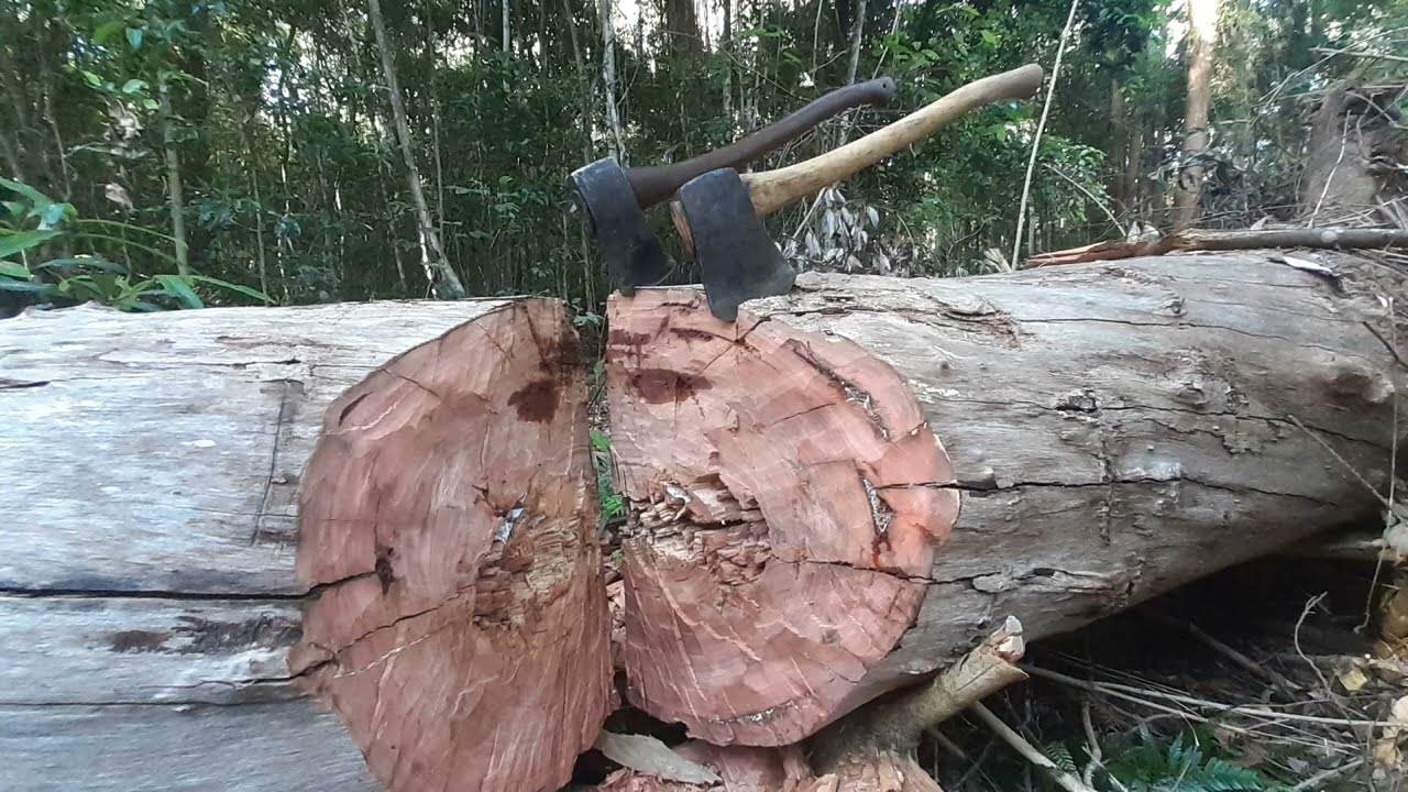 Big Log Challenge 2022- FLOODED GUM #cordwoodchallenge #biglogchallenge