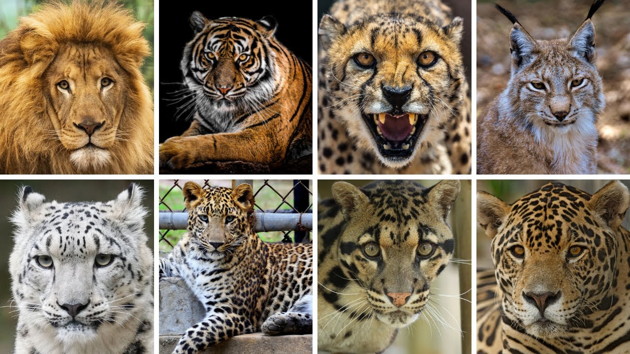 Big Cats Sound for Kids : Roar, Chirp, Meow, Purr and Growl