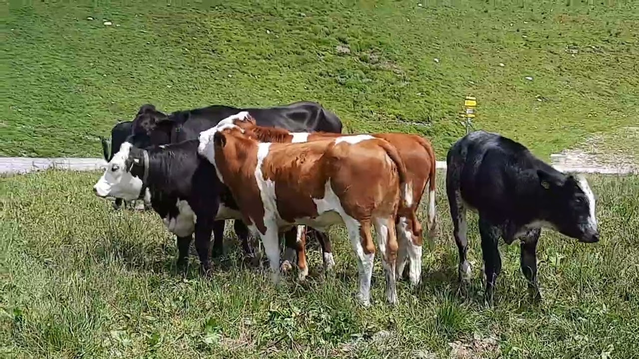 Naturvideo. Kühe in den Bergen. (Teil 2)