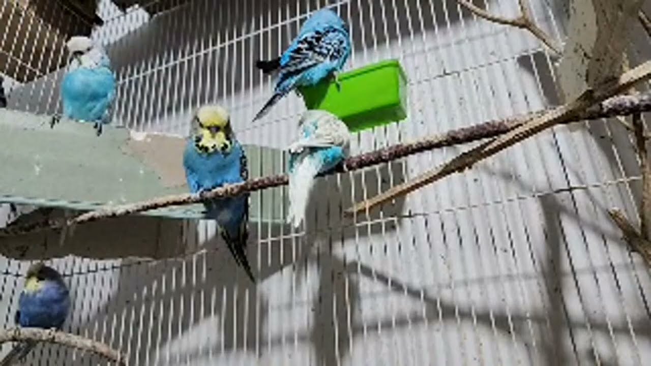 Волшебный мир волнистых друзей! 🥰🐦 в прямом эфире!