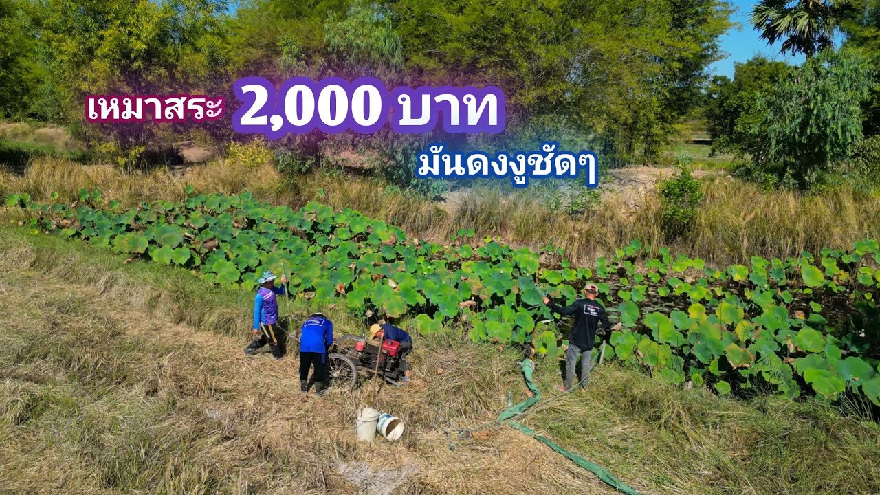 เหมาสระ 2,000 บาท ป่าบัวรกจัด ดักหนูซ้ำหมายเเก้มือ ใครจะหมาน / บ้านนอก EP.995