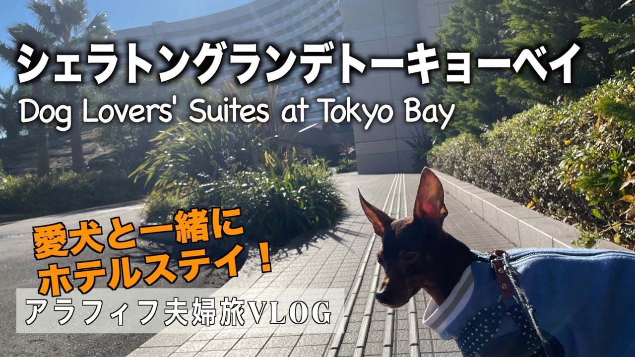 【旅VLOG】愛犬と一緒にホテルステイ🐾〜シェラトングランデ東京ベイ〜
